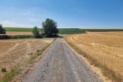 RheinBurgenWeg führt über Feldwege