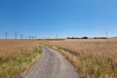 RheinBurgenWeg führt über Feldwege nach Bassenheim