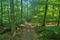 RheinBurgenWeg im Koblenzer Stadtwald
