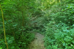 RheinBurgenWeg kurz hinter Rittersturz