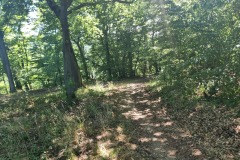 RheinBurgenWeg bei der Schutzhütte Weidgenhöhe