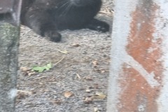 Der Dorfsheriff sieht alles!