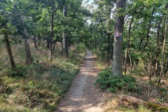 RheinBurgenWeg kurz vor Boppard
