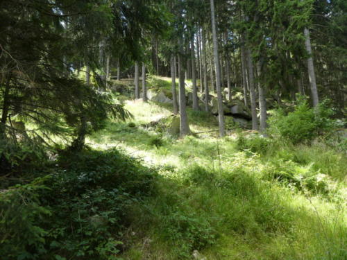 Felsen im Wald