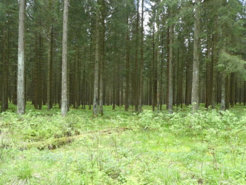 Grüner, intakter Wald