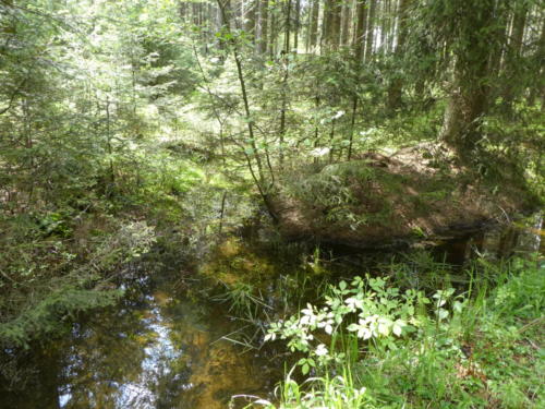 Weiterer Tümpel am Wegesrand