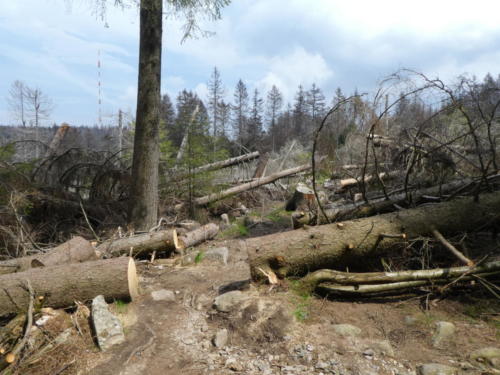 Sturmschäden und Erdrutsch etwas oberhalb des Magdeburger Weges