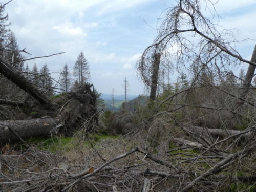 Sturmschäden und Erdrutsch etwas oberhalb des Magdeburger Weges