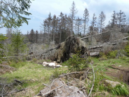 Sturmschäden und Erdrutsch etwas oberhalb des Magdeburger Weges