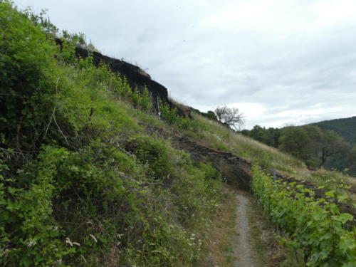 Auf dem Oelsbergsteig