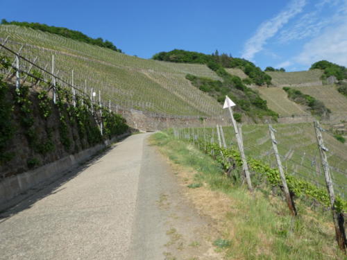 Der Wanderweg führt nun den Hang steil berghauf