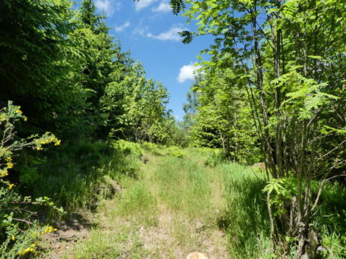 Kaum erkennbarer Wanderweg