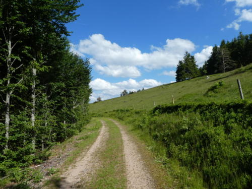 Wanderweg entlang einer Kuhweide