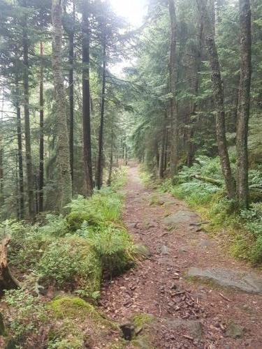 Sehr steiniger Wanderweg im Schwarzwald