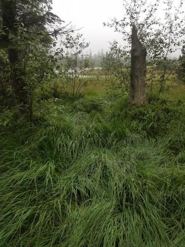 Blick ins Moorgebiet