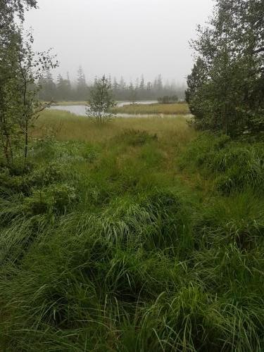 Blick ins Moorgebiet