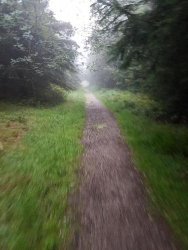 Einsame Pfade im Nebel