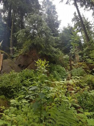 Blick in den Wald