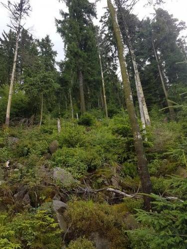 Blick in den Wald