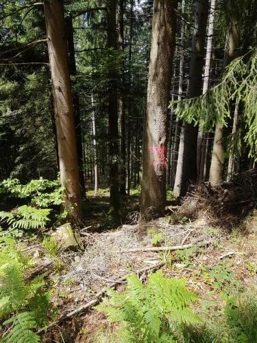 Blick in den Wald