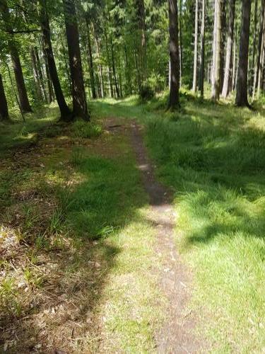 Wanderpfad und sattes Grün