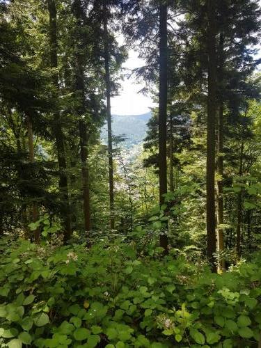 Ausblick