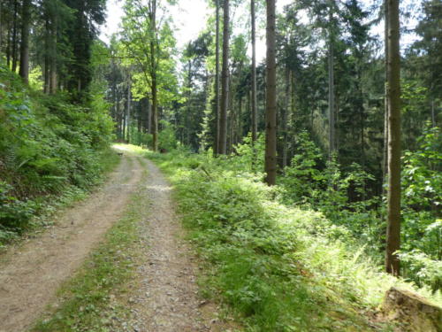 Ab geht es in den Wald