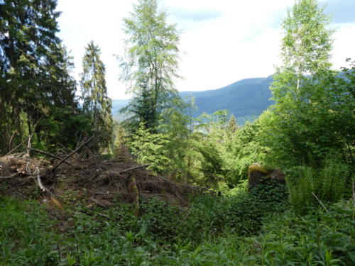 Blick von der Wegscheidhütte Richtung Forbach