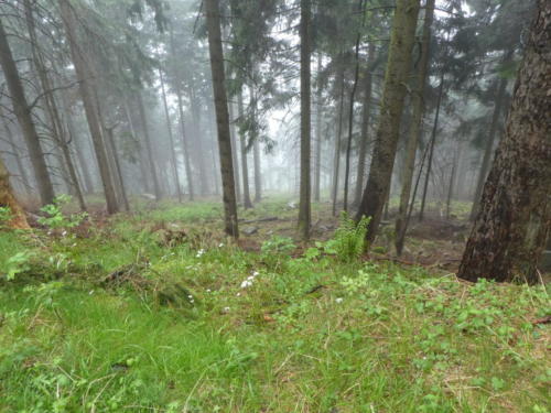 Blick in den Wald beim Abstieg der Badener Höhe