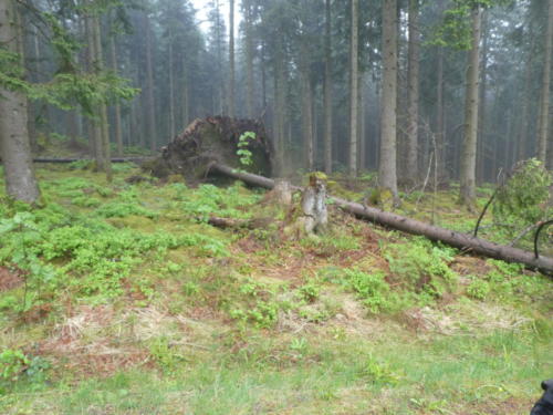 Blick in den Wald beim Abstieg der Badener Höhe