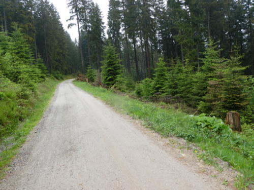 Waldweg beim Abstieg der Badener Höhe