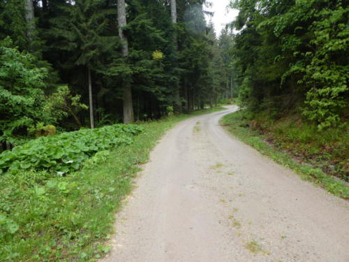 Waldweg beim Abstieg der Badener Höhe