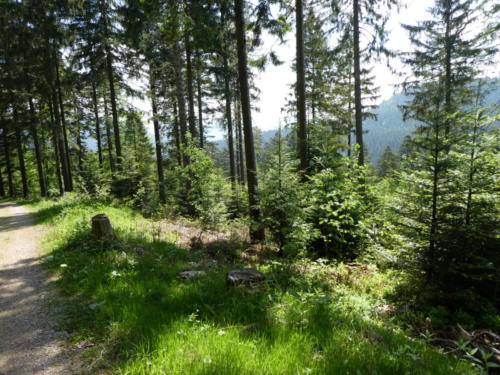 Blick in den Schwarzwald Richtung Gressbachtal