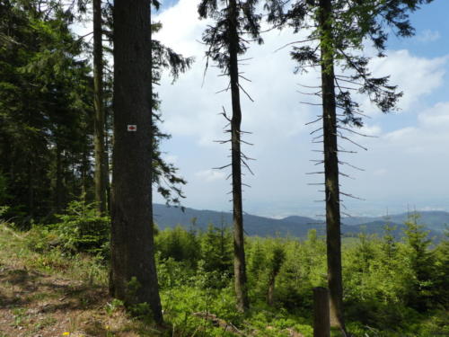 Blick über den Schwarzwald