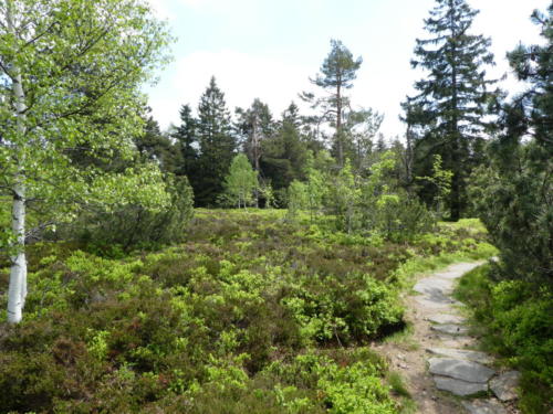 Heidelandschaft am Hochkopf