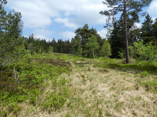 Heidelandschaft am Hochkopf