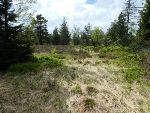 Heidelandschaft am Hochkopf