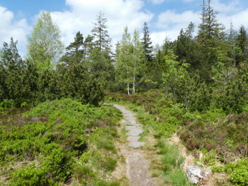 Heidelandschaft am Hochkopf