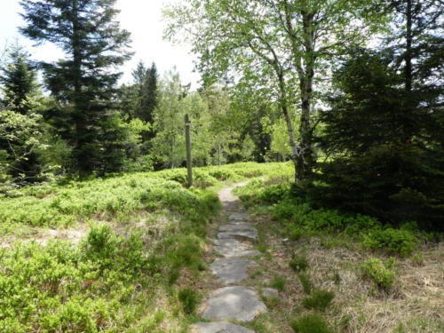 Heidelandschaft am Hochkopf