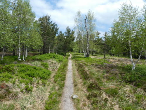 Heidelandschaft am Hochkopf