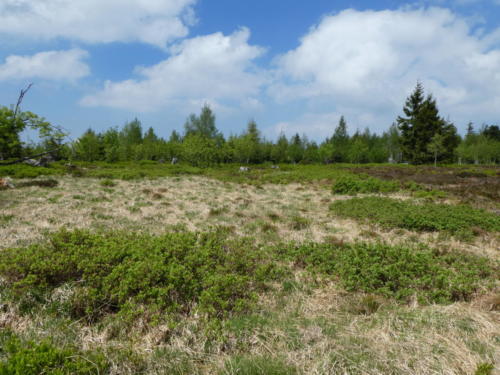 Heidelandschaft am Hochkopf