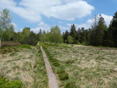 Heidelandschaft am Hochkopf