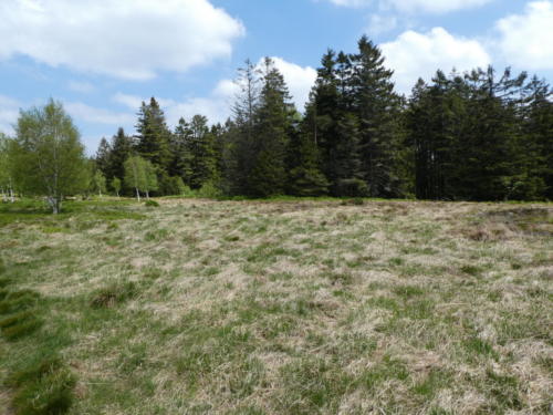 Heidelandschaft am Hochkopf