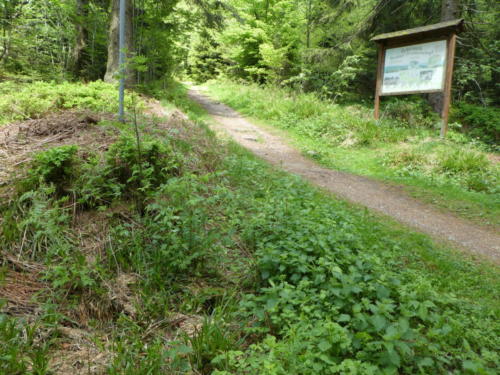 Abstieg vom Hochkopf über den Mannheimer Weg