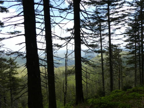 Ausblick von der Hornisgrinde