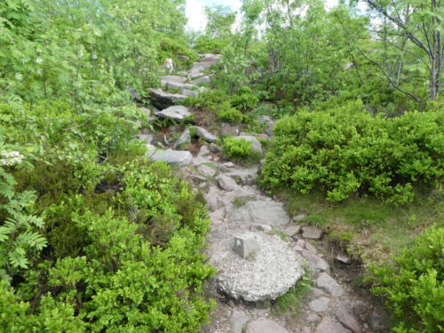 Abstieg über Felsen von der Hornisgrinde