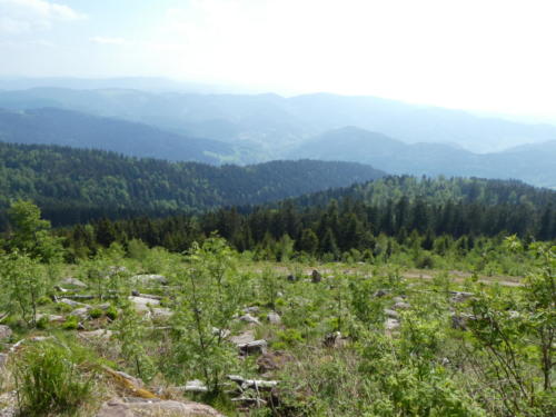 Ausblick von der Südlichen Flanke der Hornisgrinde