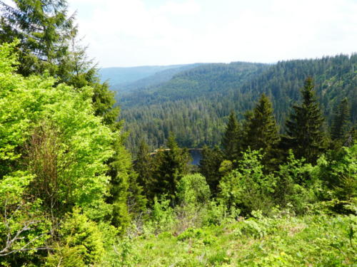 Aussicht vom Seekopf auf den Wildsee