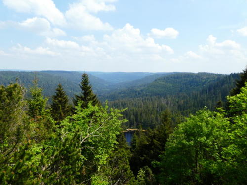 Aussicht vom Seekopf auf den Wildsee