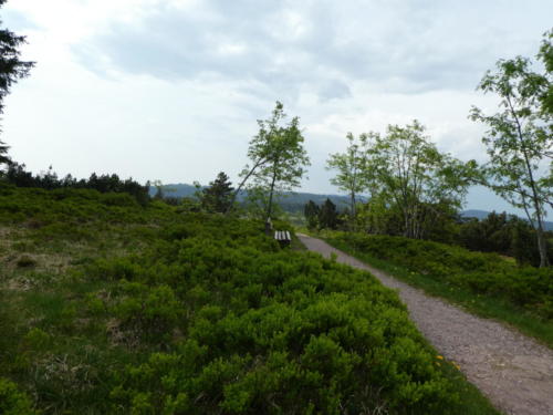 Oben auf dem Schliffkopf